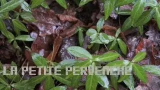 Hiver (Winter) - La Petite Pervenche (Dwarf Periwinkle) - (Archeology, medicine)