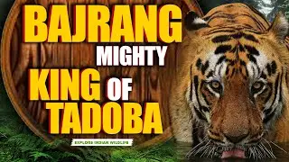 Bajrang Tiger Tadoba Story | Chota Matka vs Bajrang fight | Wildlife | Jungle Story 