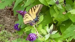 A beautiful eastern tiger swallowtail butterfly enjoying our flowering butterfly bush.