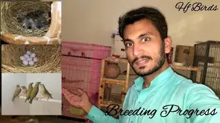 GOULDIAN FINCH BREEDING PROGRESS | BIRDS TREATMENT | BIRDS VITAMIN FORMULA | GOULDIAN CHIKS #birds