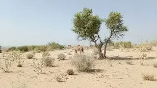 camel | alone camel sits and walking in thar desert | camel of thar | beautiful camel