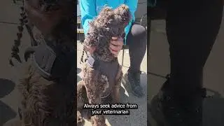 How To Induce Vomiting With Your Dog (Safely & Quickly)