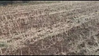 sangareddy district, kohir mandal, paidigummal village 13 acers land per acer 40 lakhs 9177096624