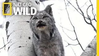 Two Lynx Cats Scream at Each Other&mdash;Can You Stand It? | Nat Geo Wild