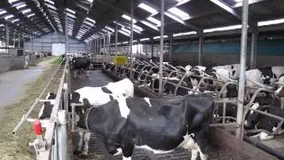 Dutch dairy farming