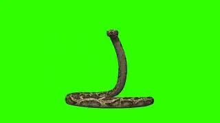 Green Screen Animation - 3D Snake  (COPYRIGHT FREE)#greenscreen #chromakey