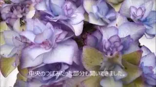 秋色ピンキーリング楽天　sakamotoengei さかもと園芸　ギフト　プレゼント　鉢花　母の日　hydrangea　あじさい　cyclamen　シクラメン　japan　群馬の鉢花　カオプ