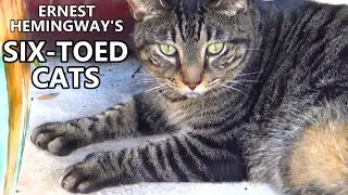 The Famous Six-Toed Cats At The Ernest Hemingway Home & Museum In Key West! They Were Awesome!