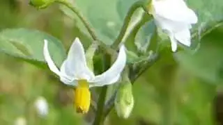 European Black Nightshade  -  N&aacute;ttskuggi -   H&uacute;mskuggabl&oacute;m - N&aacute;ttskugga&aelig;tt - Eiturjurt