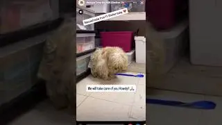 Abuse and Neglect by Shane Stueckle - Yucca Valley Animal Shelter Manager pt 1
