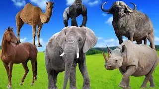 Elephant, Gorilla, Kangaroo, Monkey & Panda &ndash; Animal Sounds and Names | Animal Sound Effects