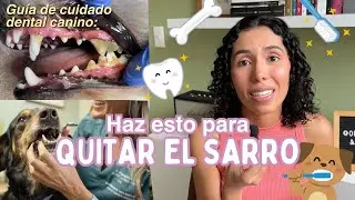 Cómo cuidar los dientes de tu perro? 🦷 🐶 | GUÍA COMPLETA de higiene y salud dental - orejasynarices