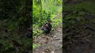 Banyak banget siput cangkang spiralnya #main #hewan #hutan