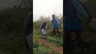 🌱 Village Farmer Hard Work | Agriculture Shorts #Farmer #VillageLife #Agriculture #NatureShorts #🌾🙏🙏