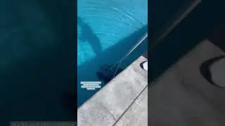 Meet the Aiper Seagull Pro: Revolutionize Your Pool Cleaning! 🌊🤖