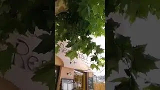 У настоящих корсиканцев 😏
