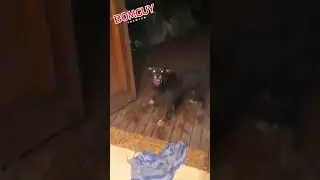 Cliente da minha loja apaixonado por Bomguy Premium #shorts #short #shortsviral #shortvideo #petshop