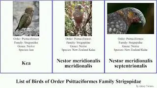 List of Birds of Order Psittaciformes Family Strigopidae septentrionalis meridionalis kakapo Kea