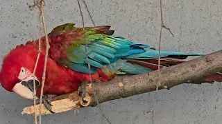 200kg Bite Force — From a Parrot