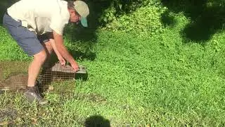 The Surprise Secret Ingredient You'll Need to Trap a Groundhog