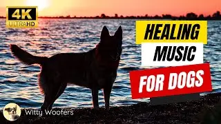Stress-Free Dog Days: Witty Woofers' Healing Music for Canine Relief 🐶