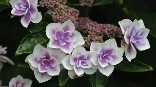 2024 Cape Cod Hydrangea Festival 5