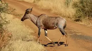 Incredible Pilanesberg Safari