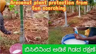 Areca nut | Arecanut plant protection from Sun scorching | Sun Burn | ಬಿಸಿಲಿನಿಂದ ಅಡಿಕೆ ಗಿಡದ ರಕ್ಷಣೆ