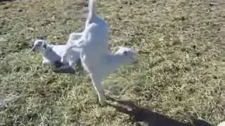 The balancing goat