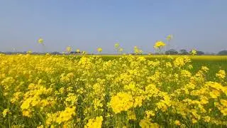 || beautiful Nature|flowers|This video will help relax the brain