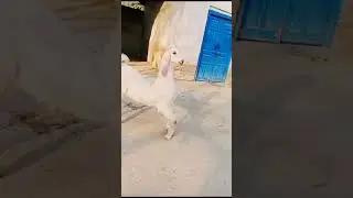 Beautiful Nachi Goat # World Biggest Compition of Nachi Goat Breed # Nachi Goats Mela Show # Bakraa