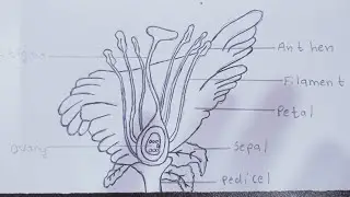 How to draw longitudinal section of flower step by step | parts of flower |