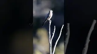 Townsend solitaire in Townsend Montana