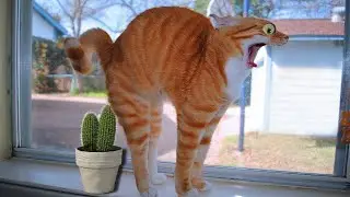 Funny animals in funny situations Compilation #48 /Смешные животные в смешных ситуациях Сборка #48