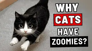 The REAL Reason Why Your Cat Has Zoomies (and What Does It Have to Do WITH YOU)