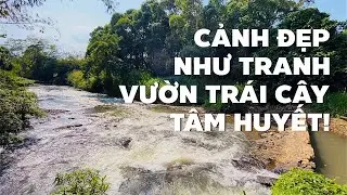 Tiếc nuối bán vườn trái cây đẹp tuyệt bao bọc suối để lo bệnh cho cha già