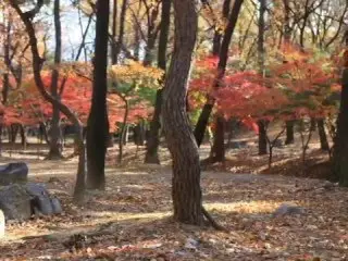 Autumn Leaves (diatonic harmonica)