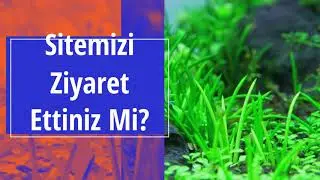 Akvared Akvaryum Bitkileri - Littorella uniflora