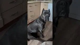 Красотка Тесса❤️❤️❤️ #canecorso #canecorsolove #собака #dog #собаки #Tessa #Tayra #корсо