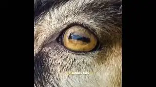 The Secret Behind Goat's Weird Eyes 🐐 #messi