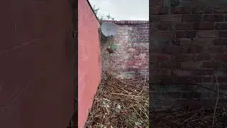 Overgrown yard clearing Karl Fischer Garden Grounds and Tree Maintenance Aigburth Liverpool 