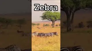 Zebra Di Alam Liar