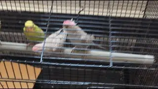 love birds 💖😍