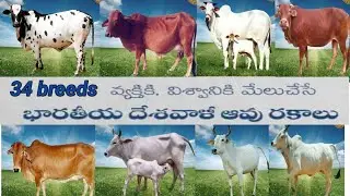 37 indian cow breeds(37 దేశీ ఆవు రకాలు, వాటి పాల సమధ్యం,dairy farm use ,gir ,sahiwal ,red sindhi cow