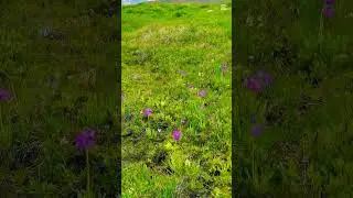 Deosai National Park Highlights #foryou #viral #reels #mountains
