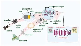 IELTS Reading Test 83 - Part 1 - Spider Silk E-F-G-H-I