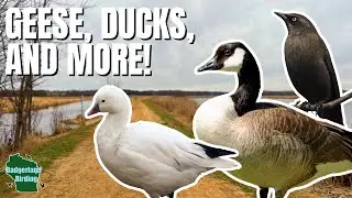 Birding ALL DAY in Wisconsin! Early Spring Migrants & More!