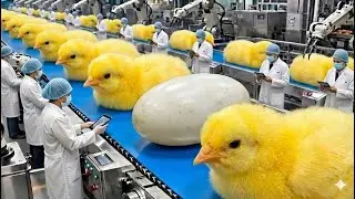 Dentro del sistema de incubación de huevos más avanzado del mundo|ASMR