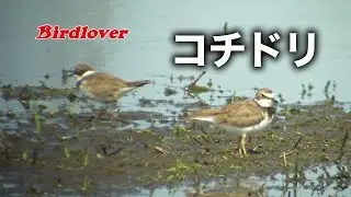 田んぼで出会ったコチドリの群れ / Little ringed plover