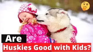 Are Huskies good with kids? Are Huskies Family dogs? 🤔